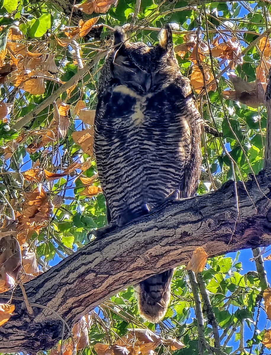Great Horned Owl - ML644006126