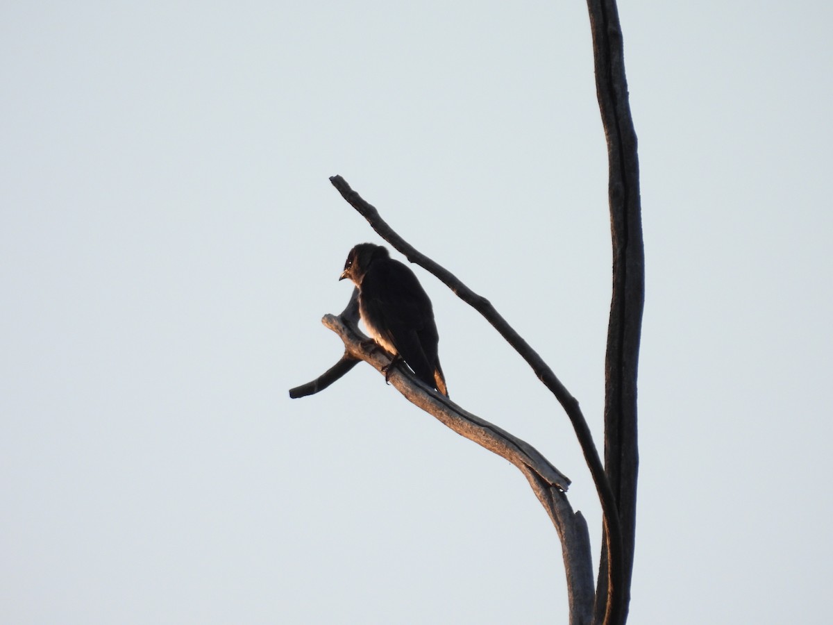 Purple Martin - ML644006134