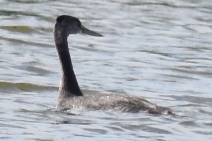 spyddykker - ML644006141