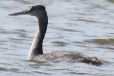 spyddykker - ML644006142