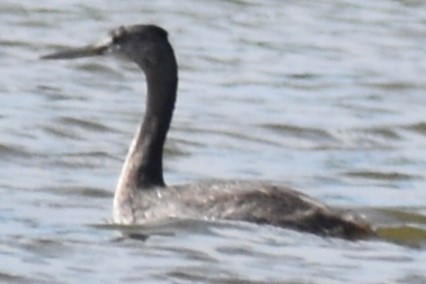 spyddykker - ML644006143