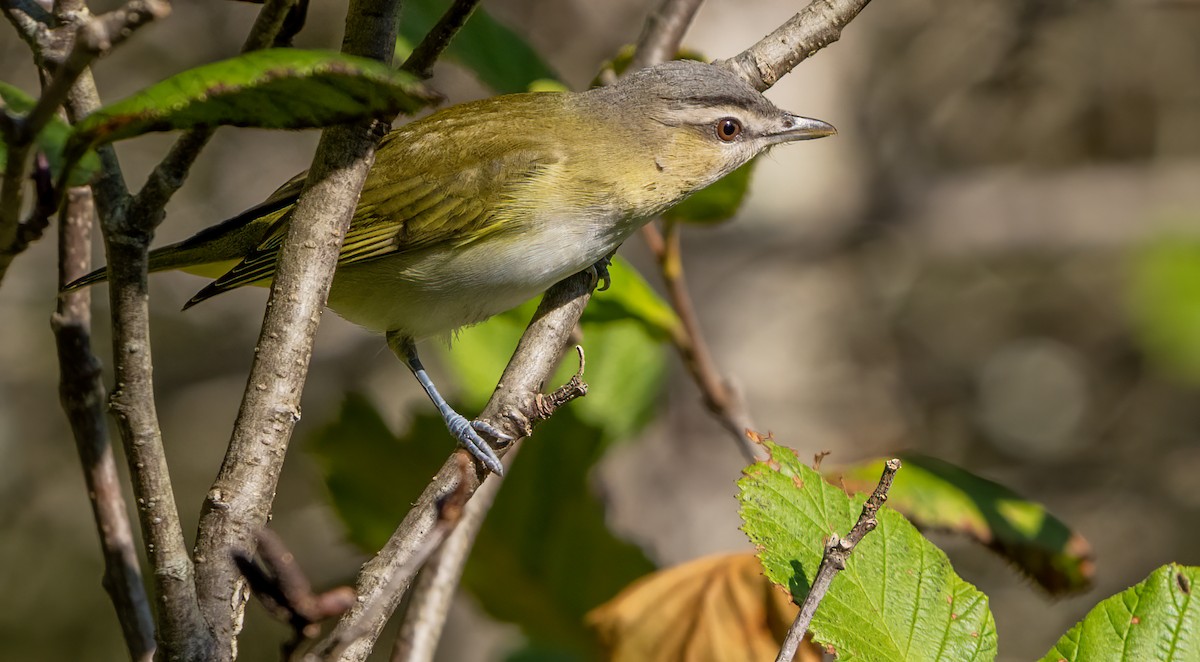 Red-eyed Vireo - ML644006154