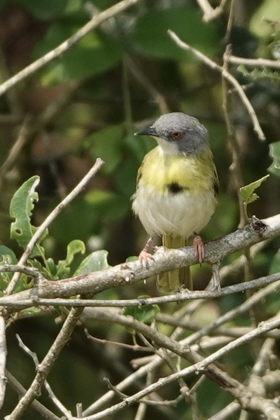 Желтогрудый апалис - ML644006166