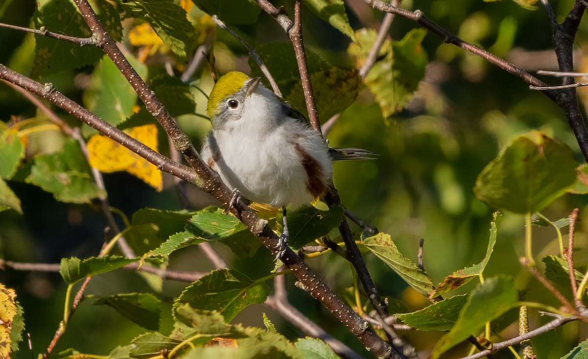 Chestnut-sided Warbler - ML644006239