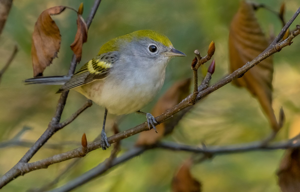 Chestnut-sided Warbler - ML644006241
