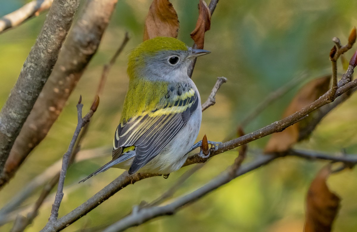 Chestnut-sided Warbler - ML644006242