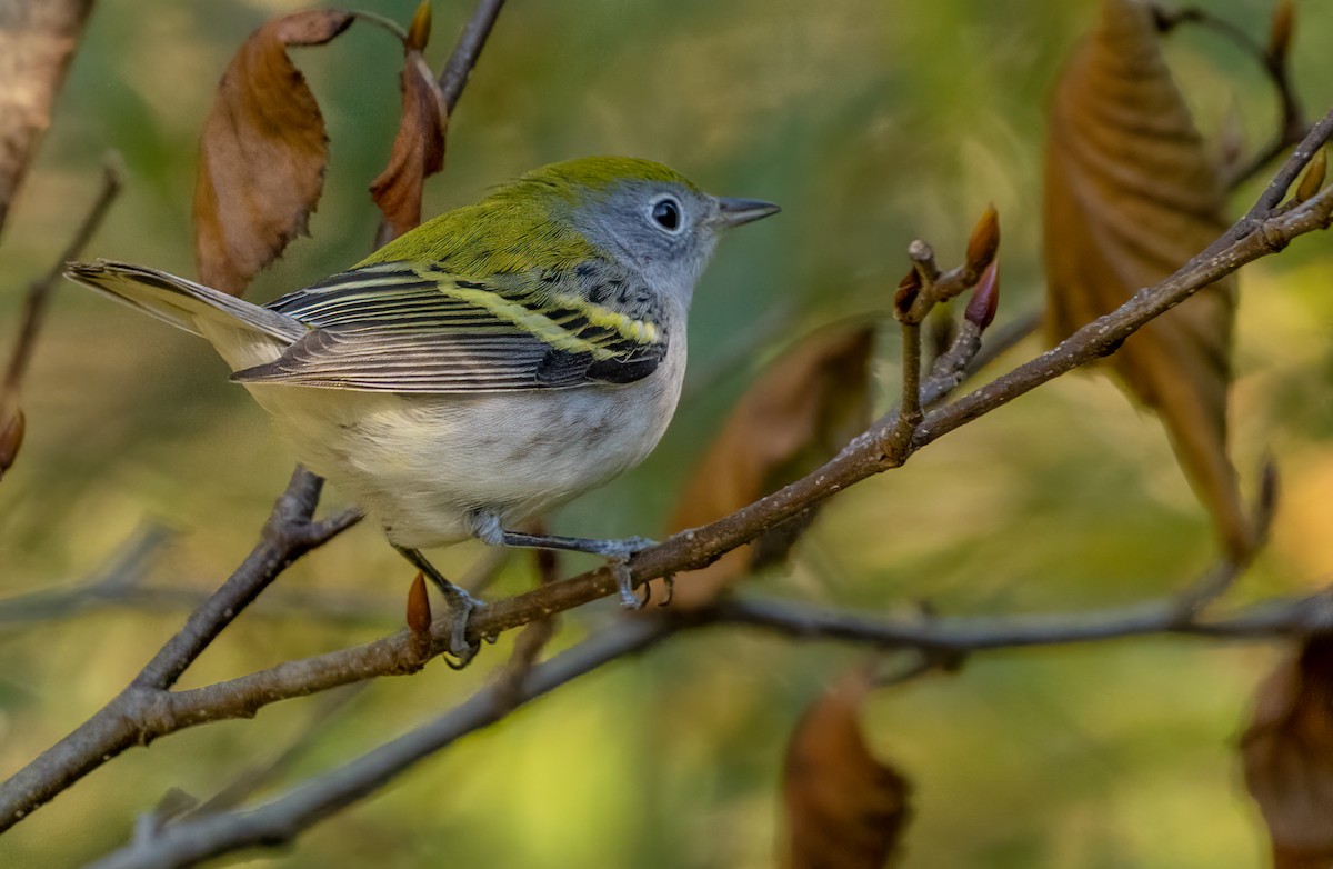 Chestnut-sided Warbler - ML644006243