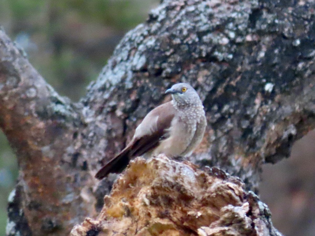 Brown Babbler - ML644006248