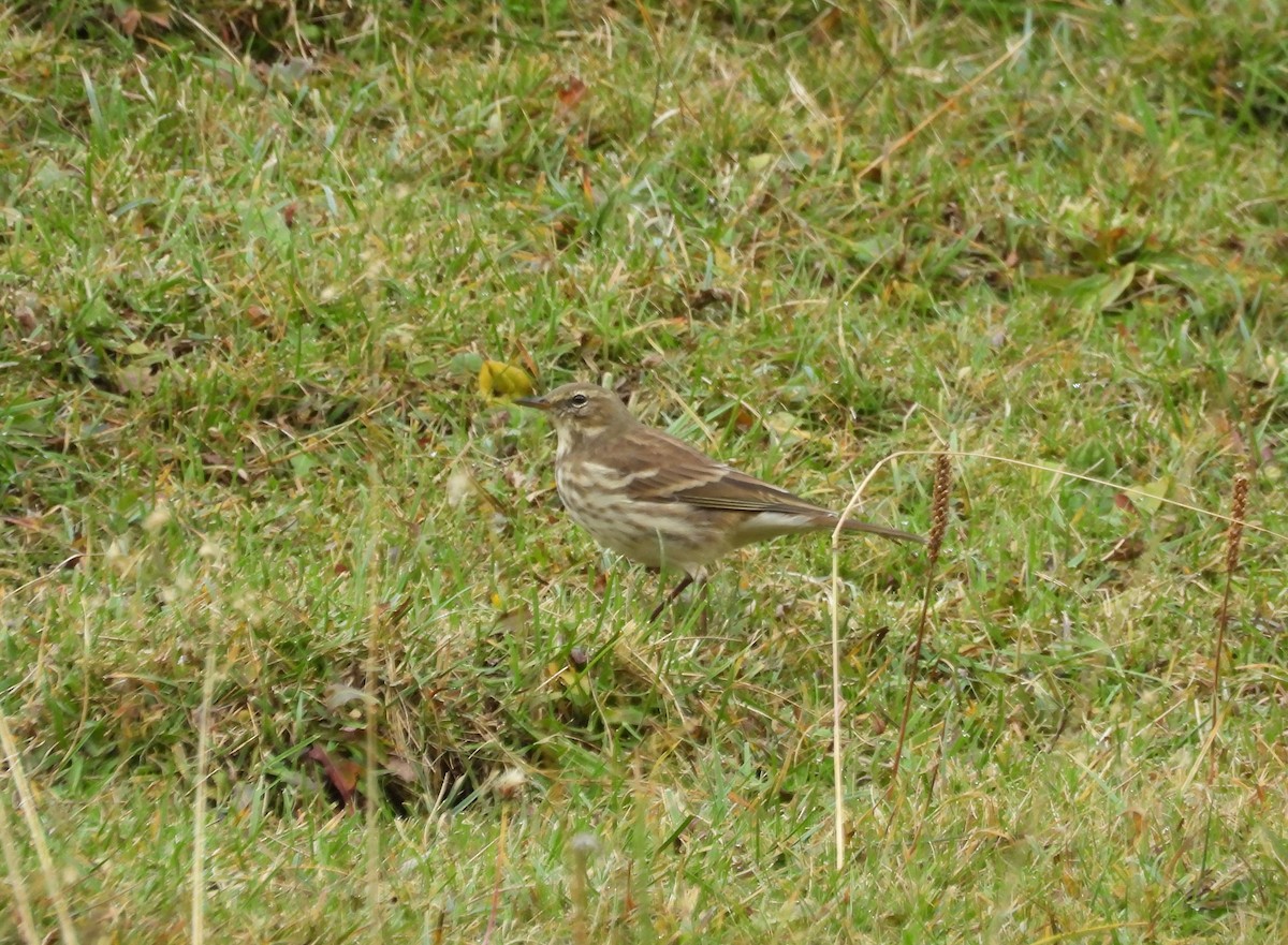 Water Pipit - ML644006258