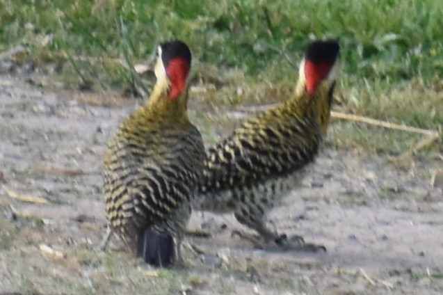 Carpintero Real Norteño - ML644006268