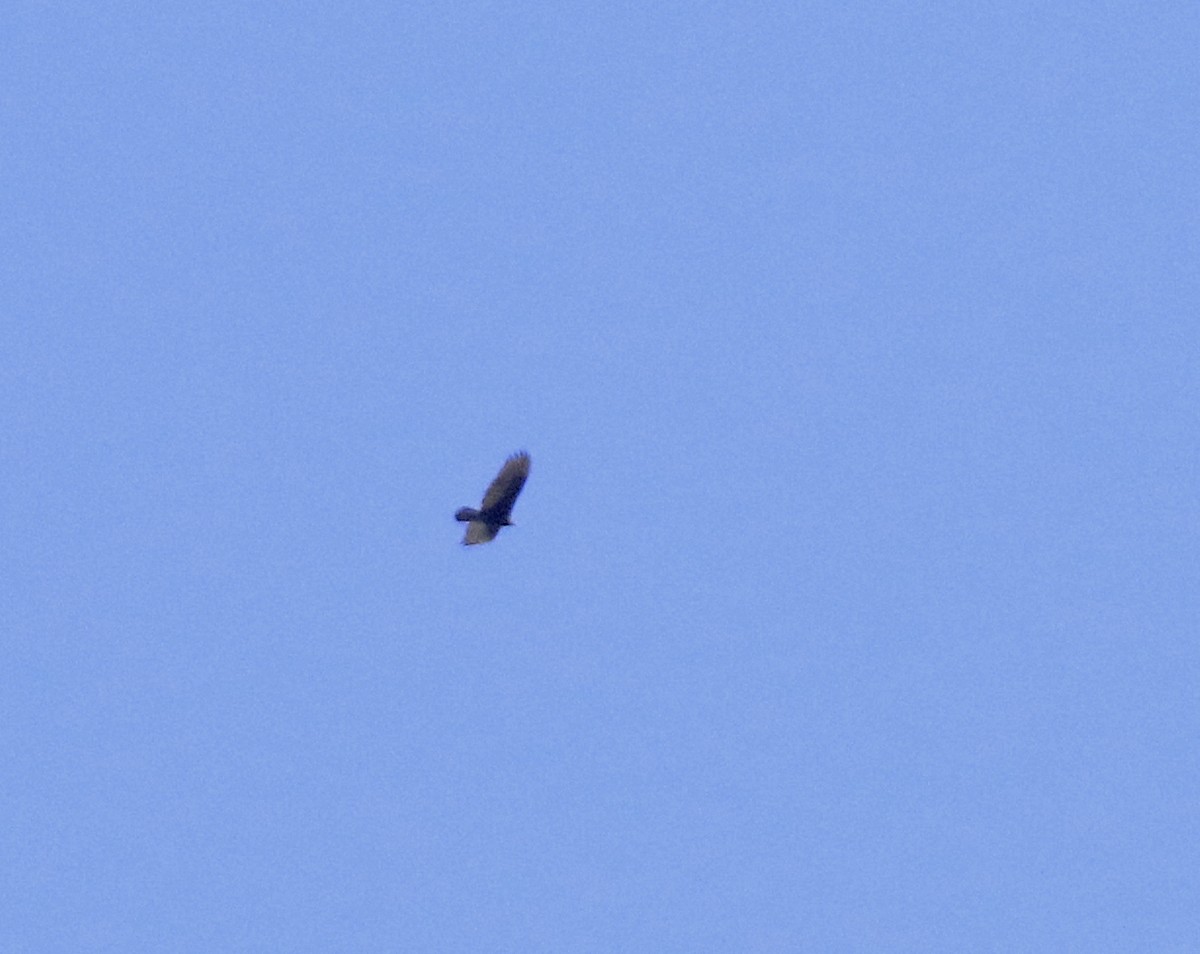 Turkey Vulture - ML644006332