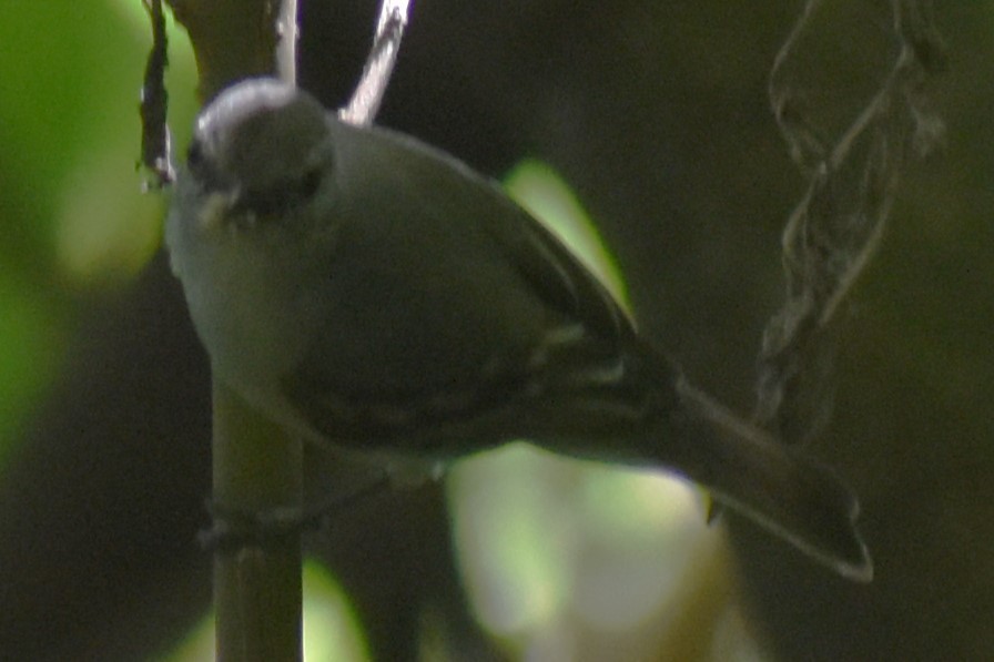 Suiriri Flycatcher - ML644006339