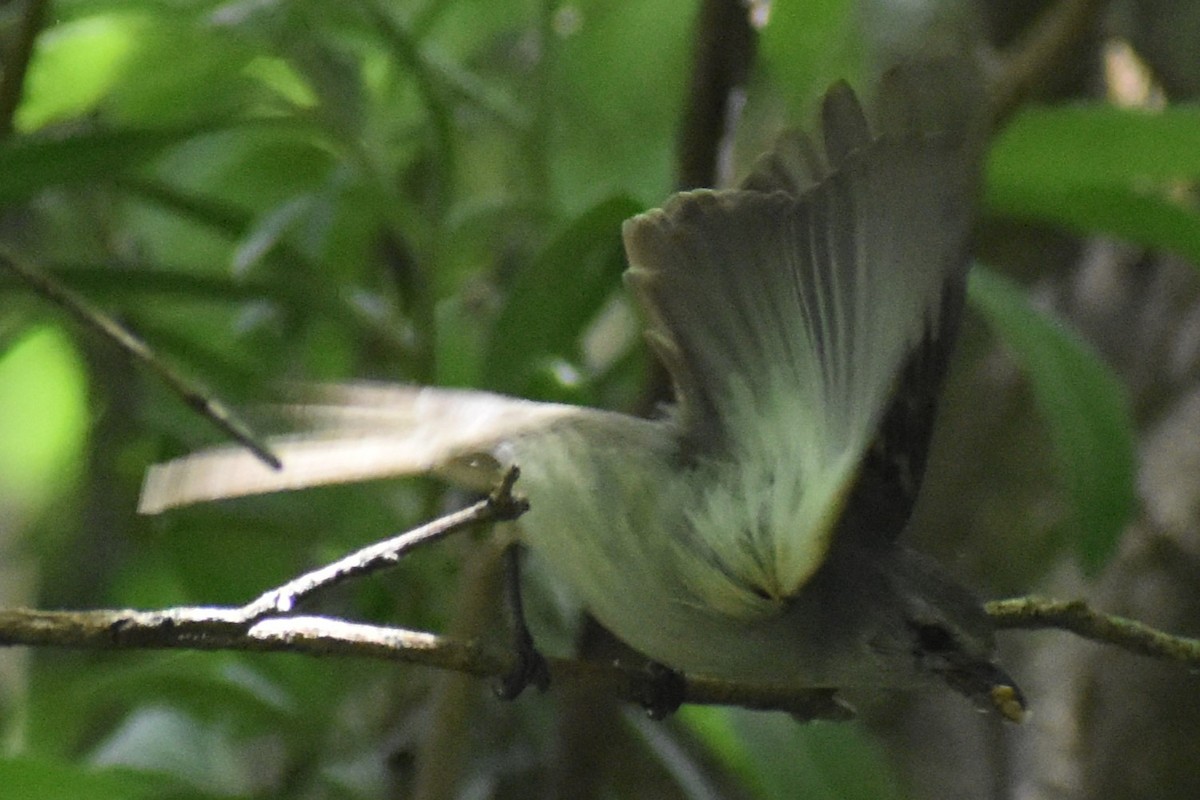 Suiriri Flycatcher - ML644006342