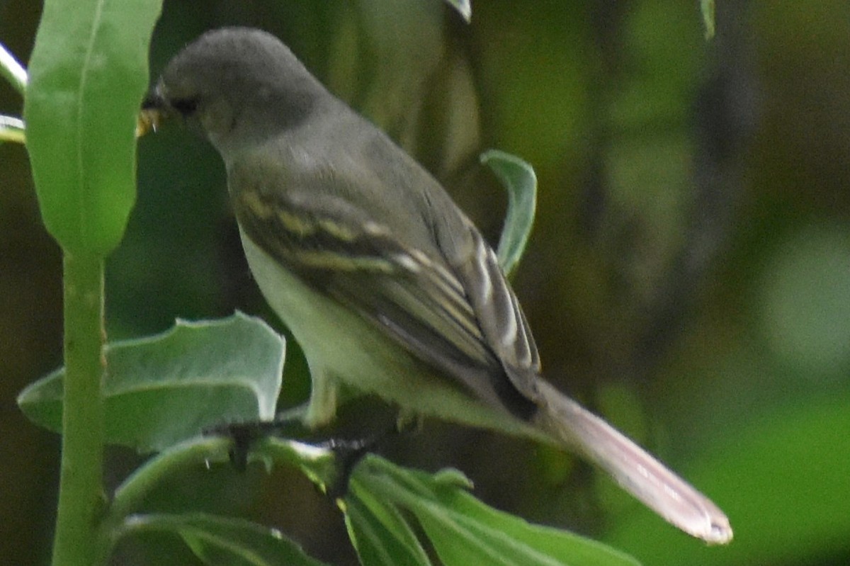 Suiriri Flycatcher - ML644006344