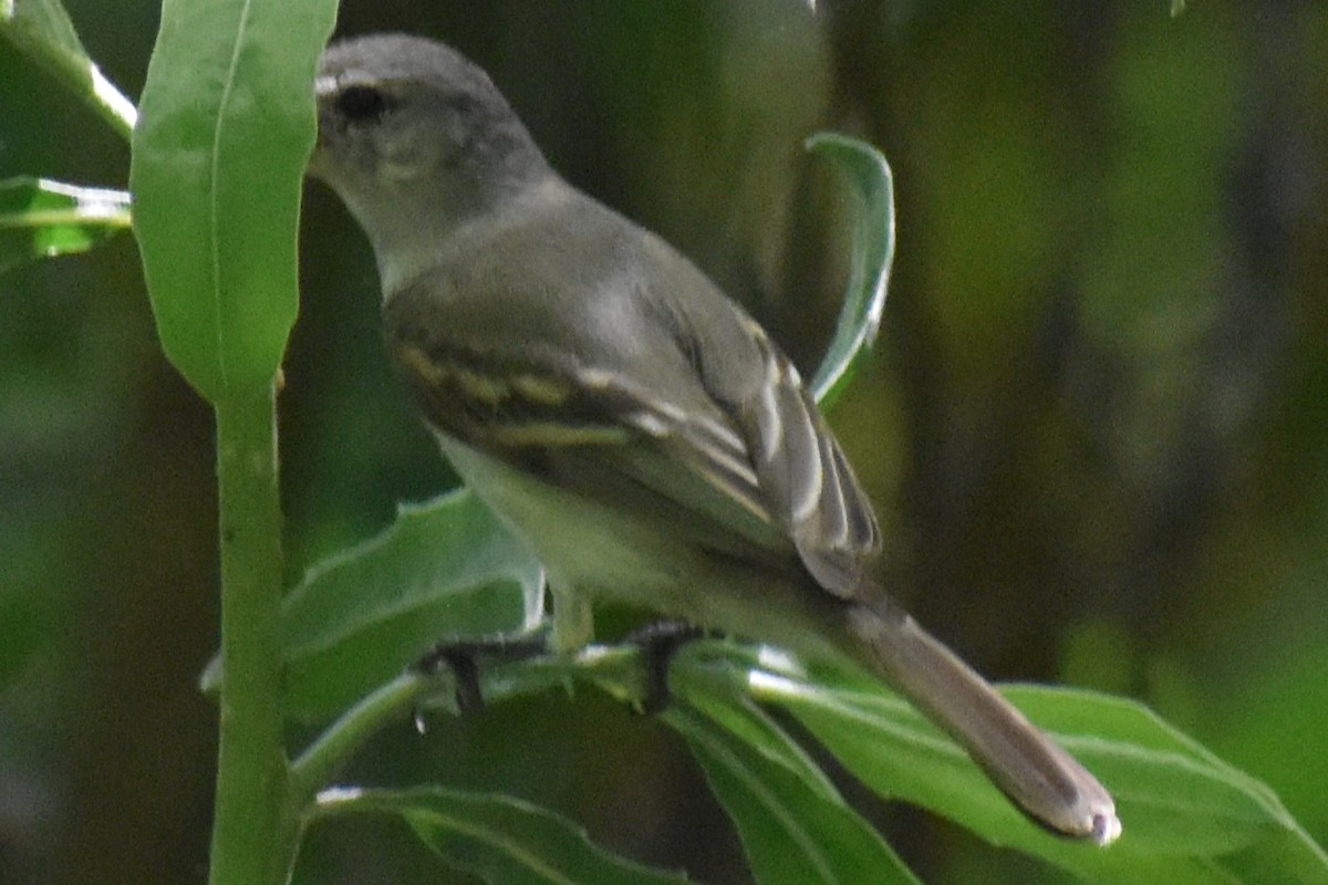 Suiriri Flycatcher - ML644006345
