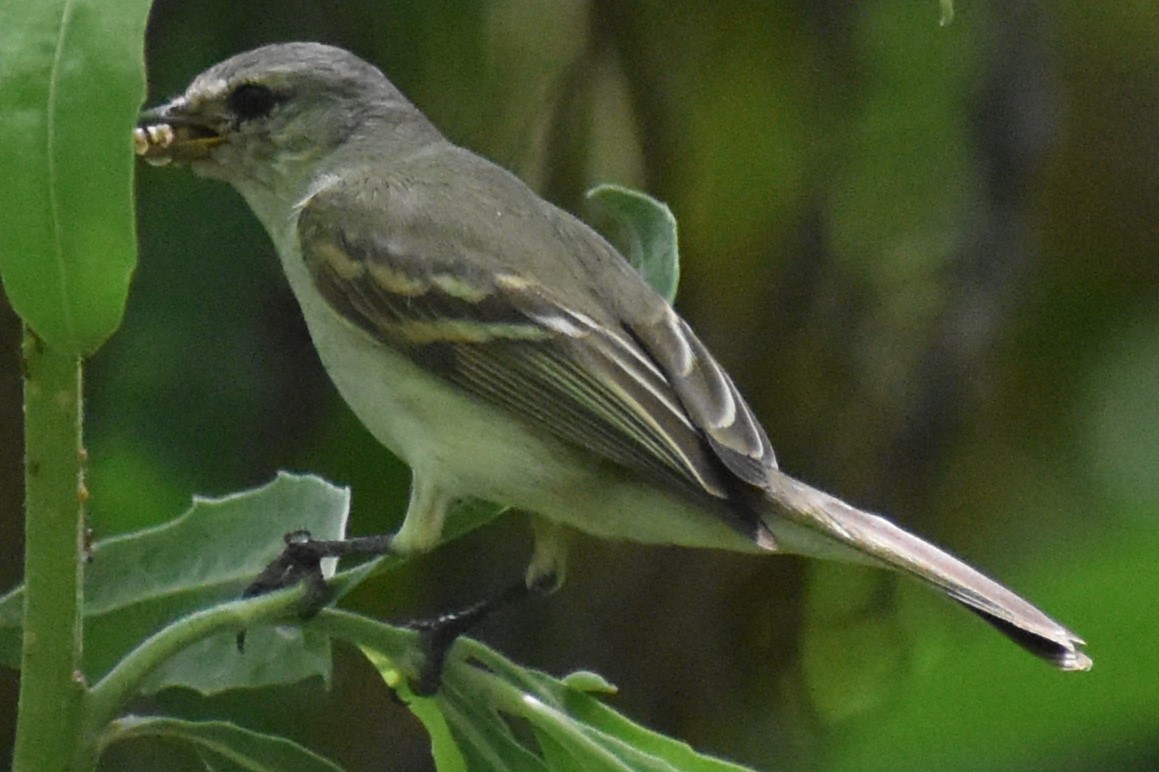 Suiriri Flycatcher - ML644006346