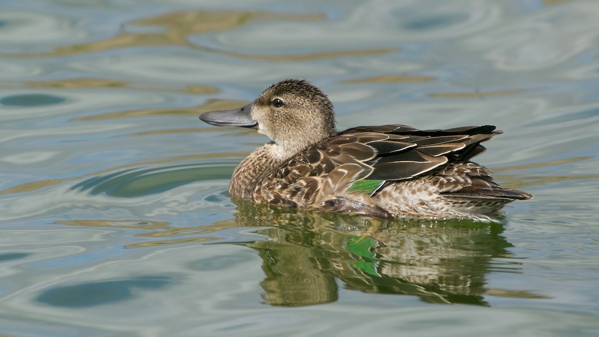 Blue-winged Teal - ML644006349