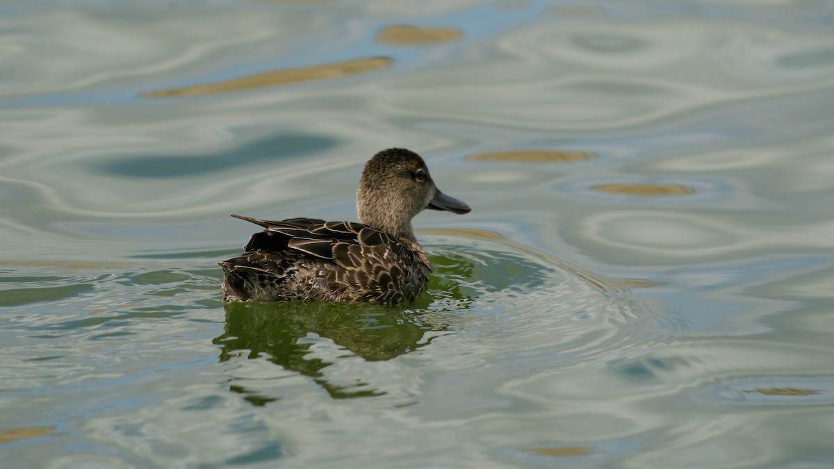 Blue-winged Teal - ML644006350