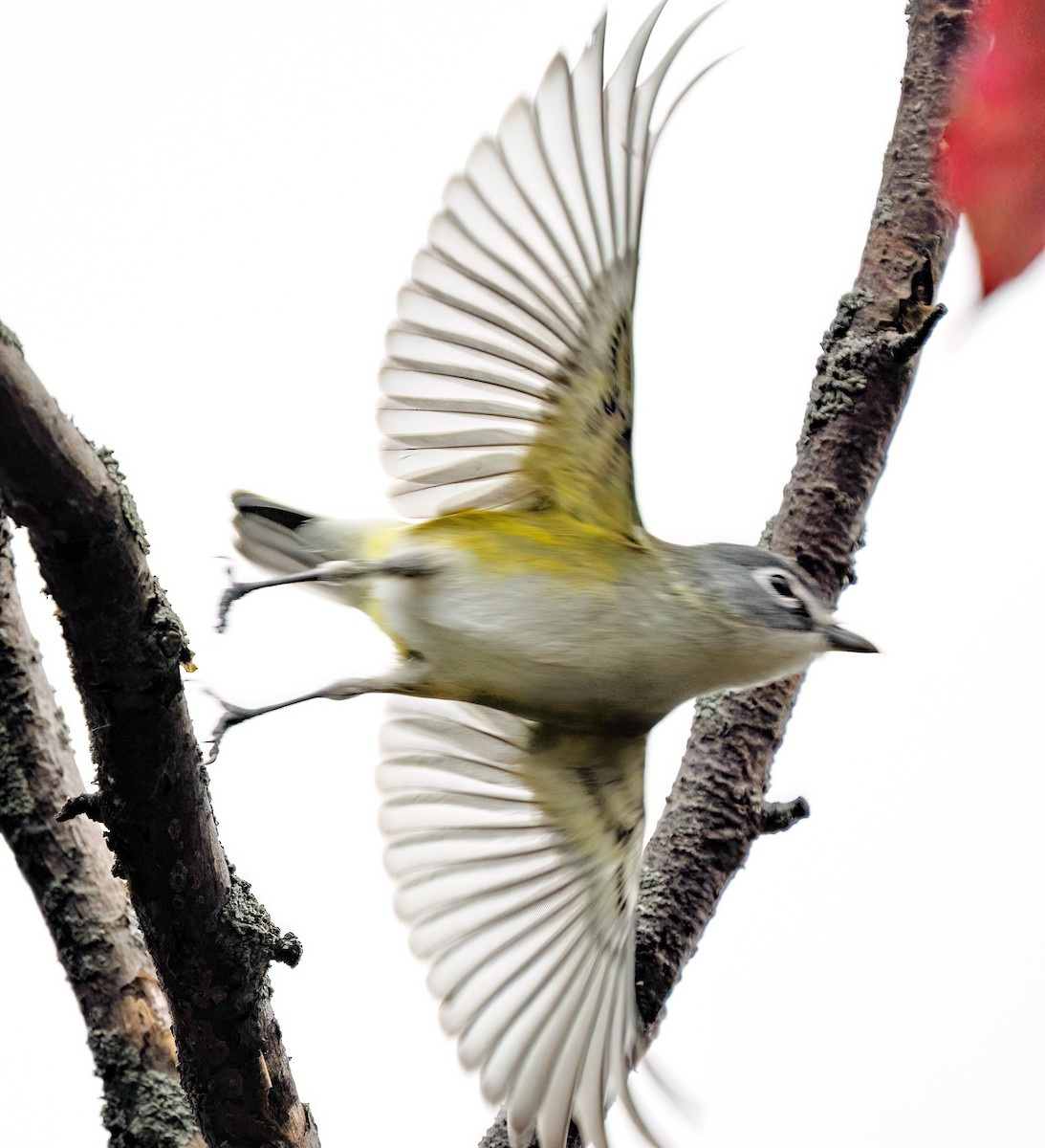 Blue-headed Vireo - ML644006361