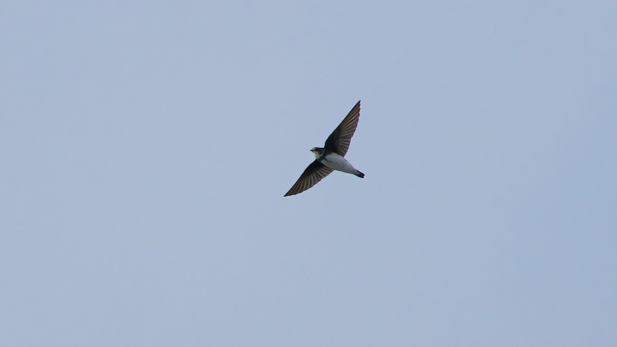 Bank Swallow - ML644006396