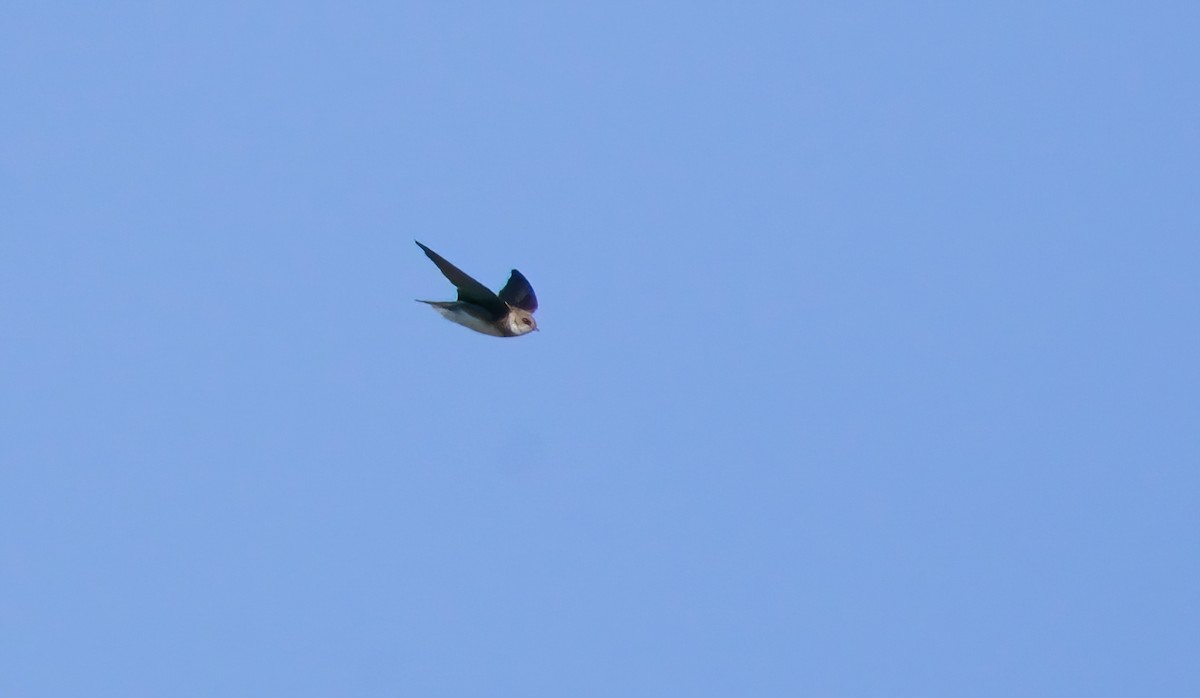 Bank Swallow - ML644006397