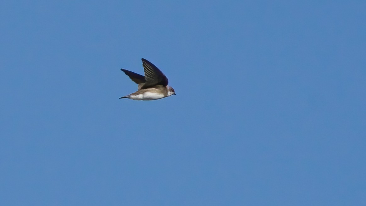 Bank Swallow - ML644006398