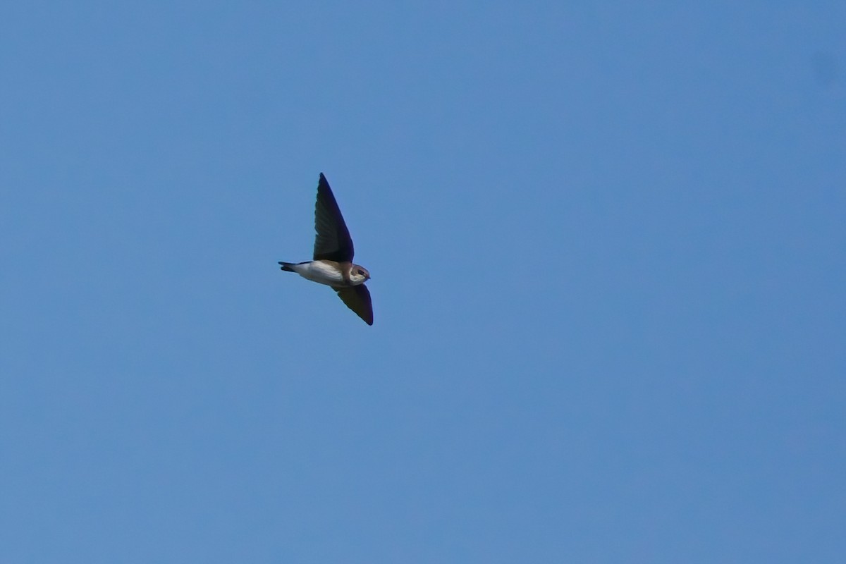 Bank Swallow - ML644006399
