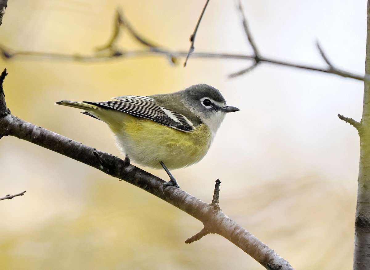 Blue-headed Vireo - ML644006404