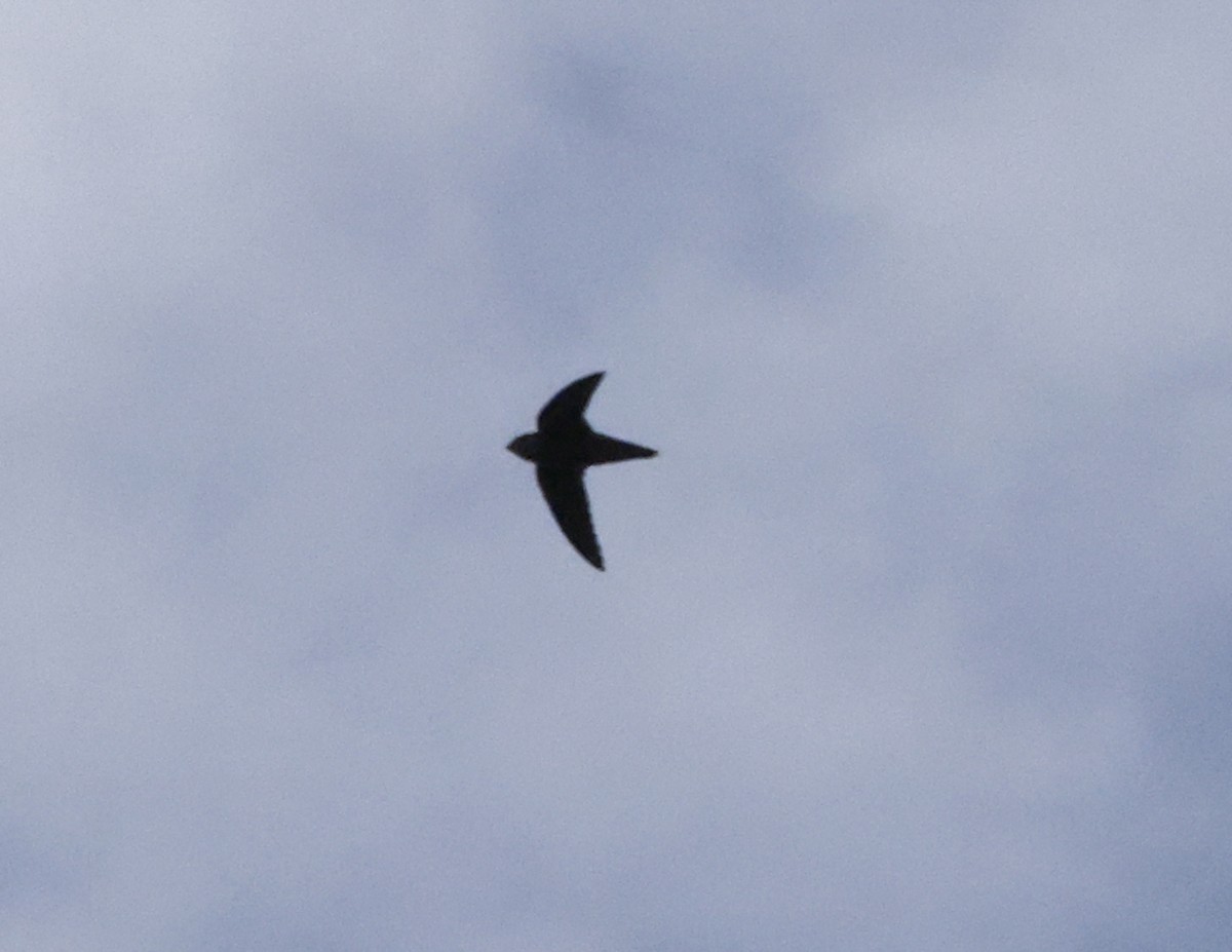 Vaux's Swift - ML644006415