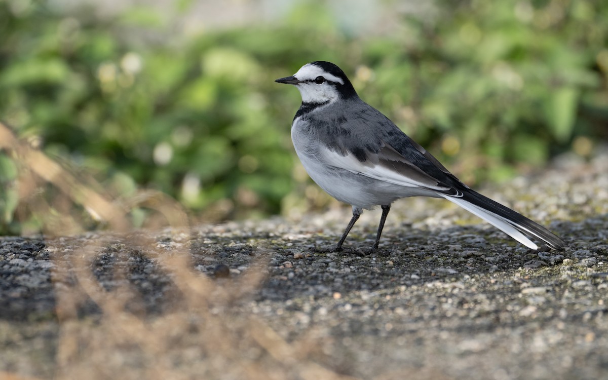 White Wagtail (Black-backed) - ML644006458