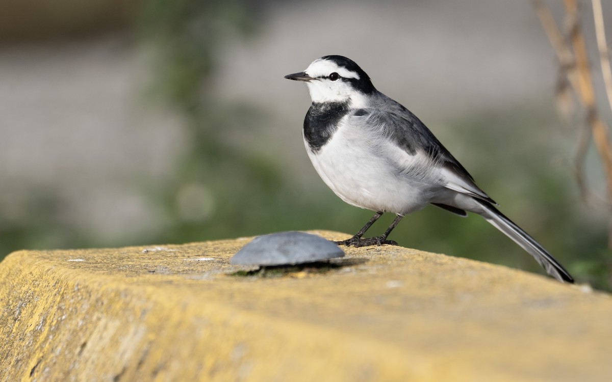 White Wagtail (Black-backed) - ML644006459