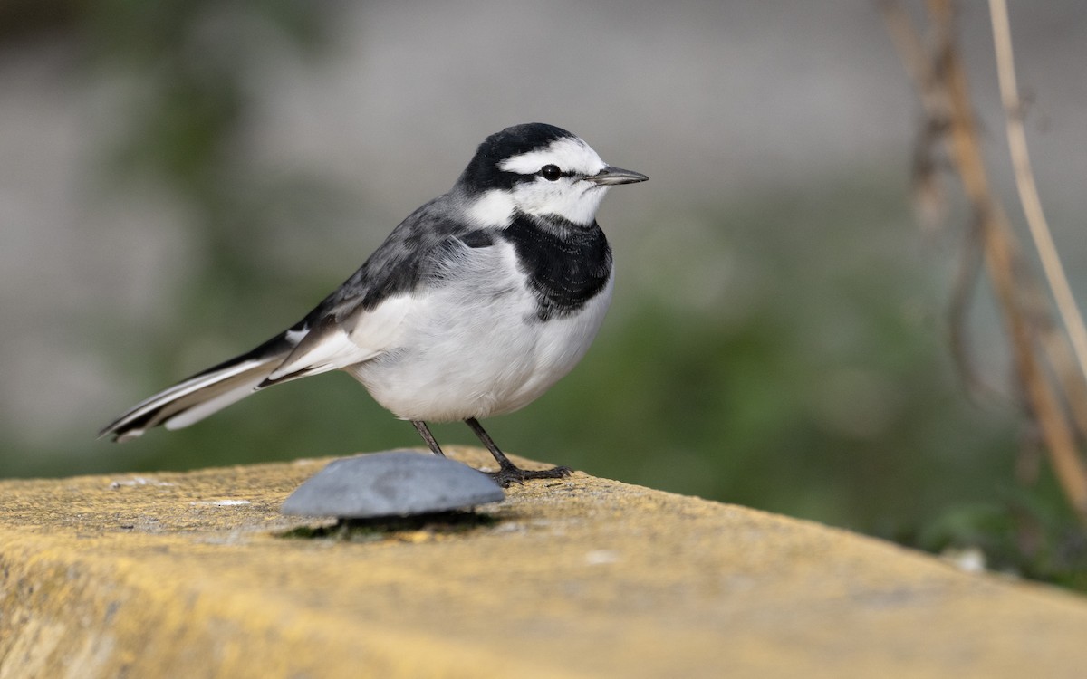 White Wagtail (Black-backed) - ML644006460