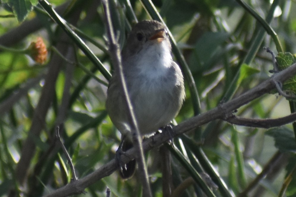 Fulvous-crowned Scrub-Tyrant - ML644006482