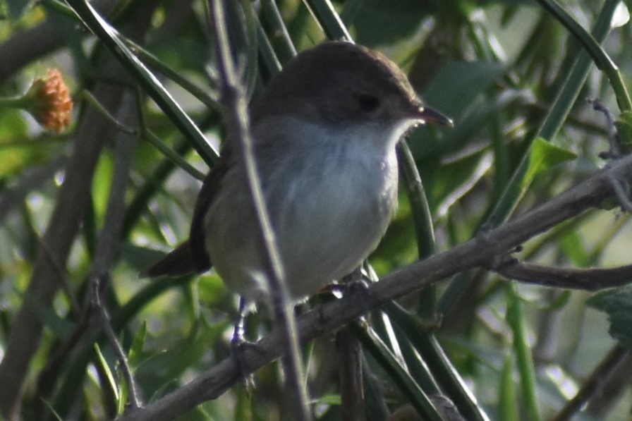 Fulvous-crowned Scrub-Tyrant - ML644006483
