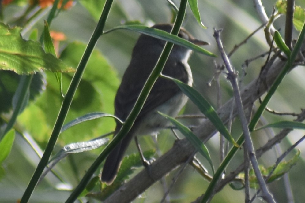 Fulvous-crowned Scrub-Tyrant - ML644006484