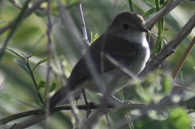 Fulvous-crowned Scrub-Tyrant - ML644006485