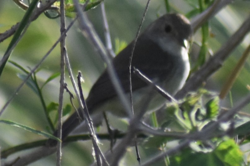 Fulvous-crowned Scrub-Tyrant - ML644006486