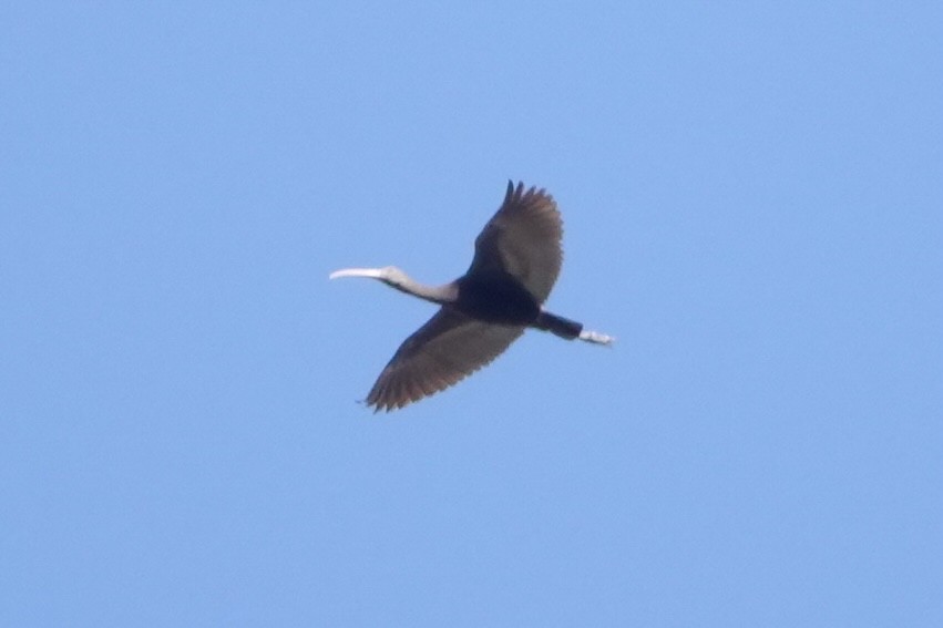 Ibis de Ridgway - ML644006526
