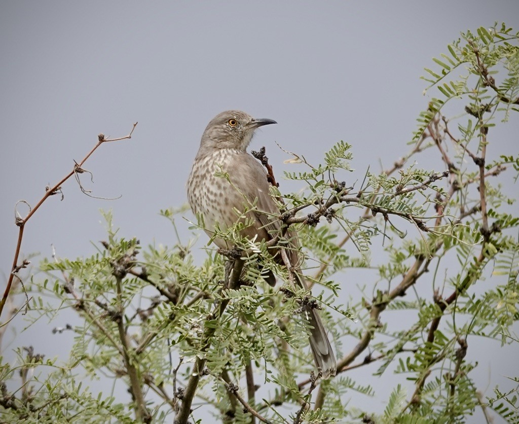 Bendire's Thrasher - ML644006568