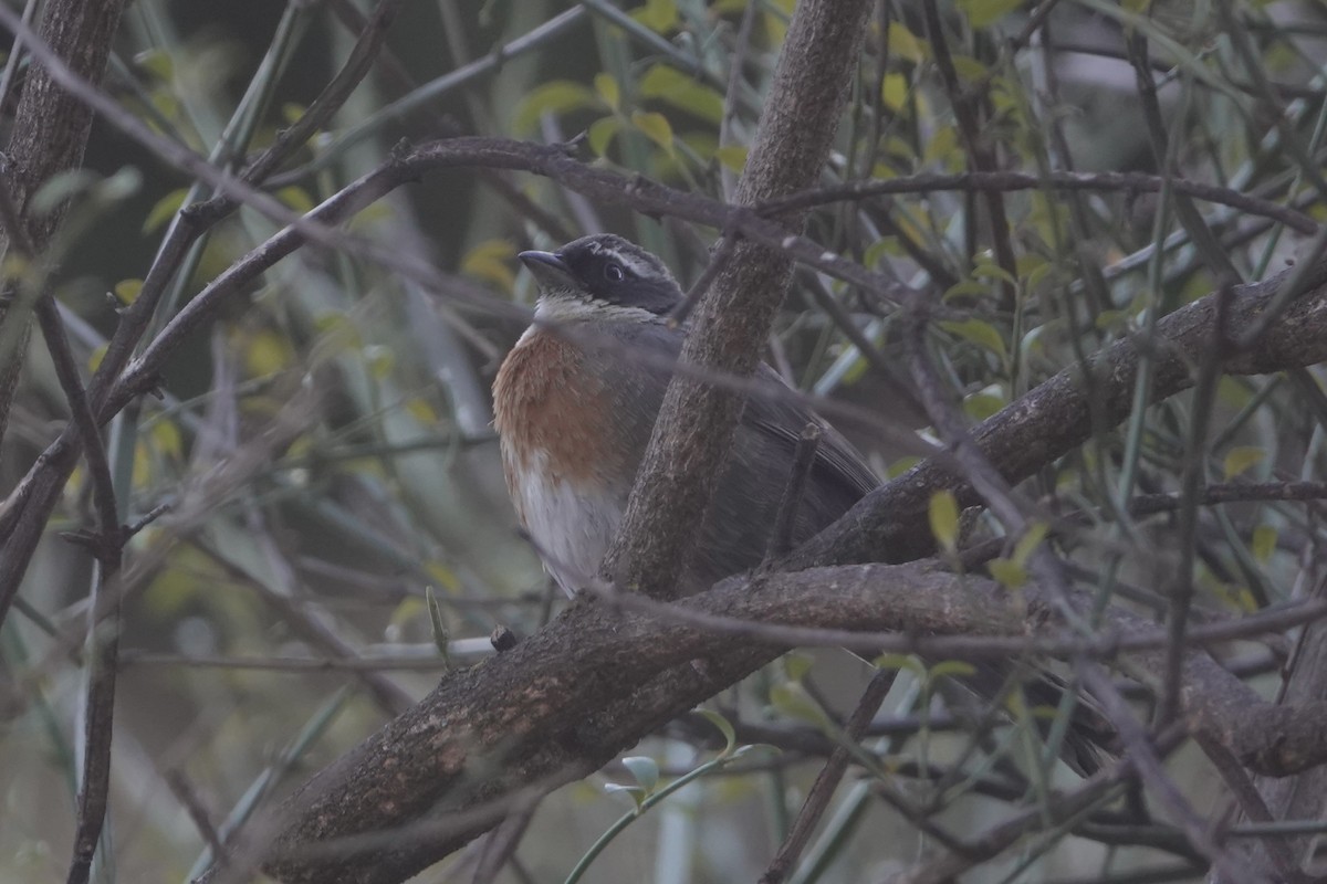 Chestnut-breasted Mountain Finch - ML644006602