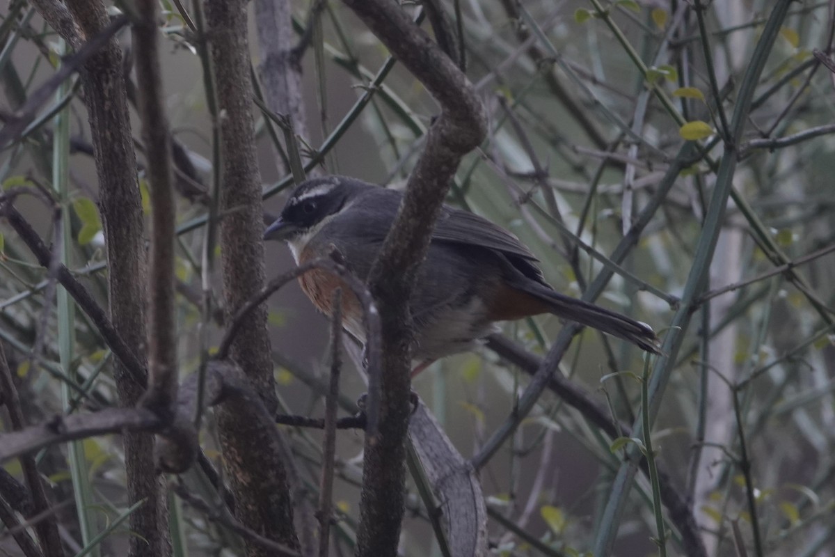 Chestnut-breasted Mountain Finch - ML644006603
