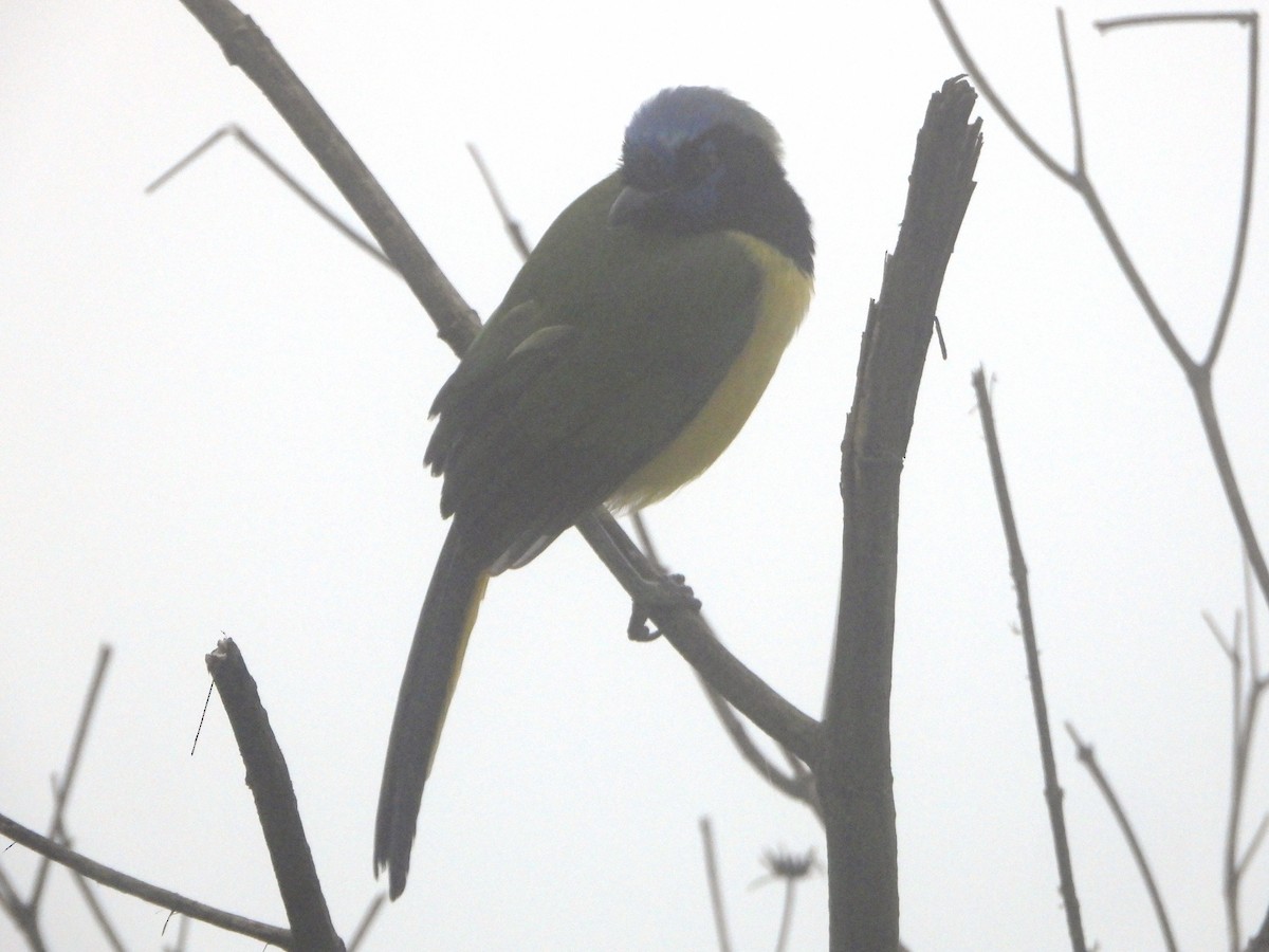 Green Jay - ML644006645