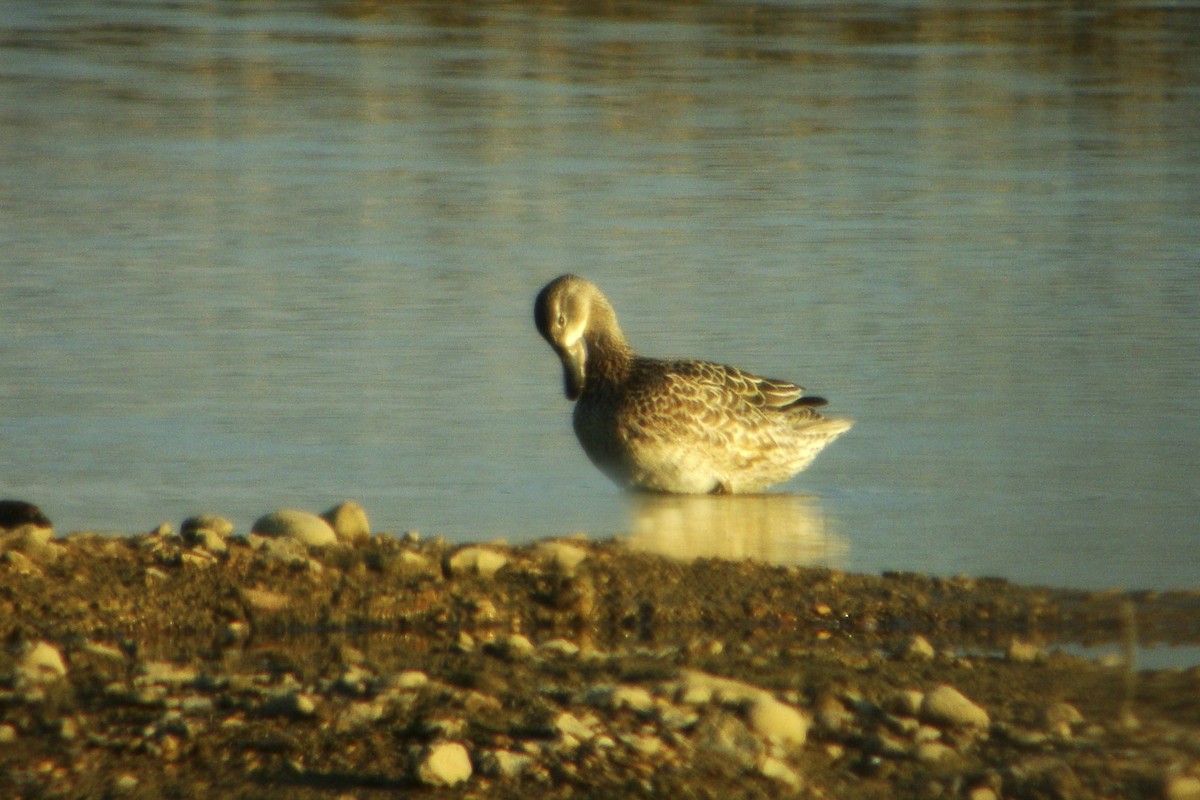 Blue-winged Teal - ML644006646