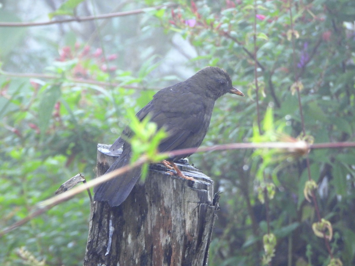 Merle lustré - ML644006668