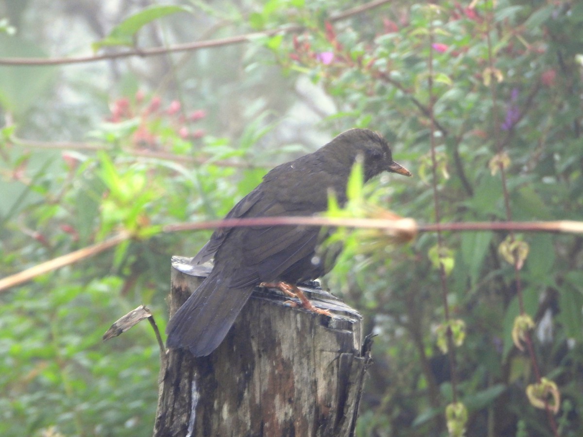 Merle lustré - ML644006669