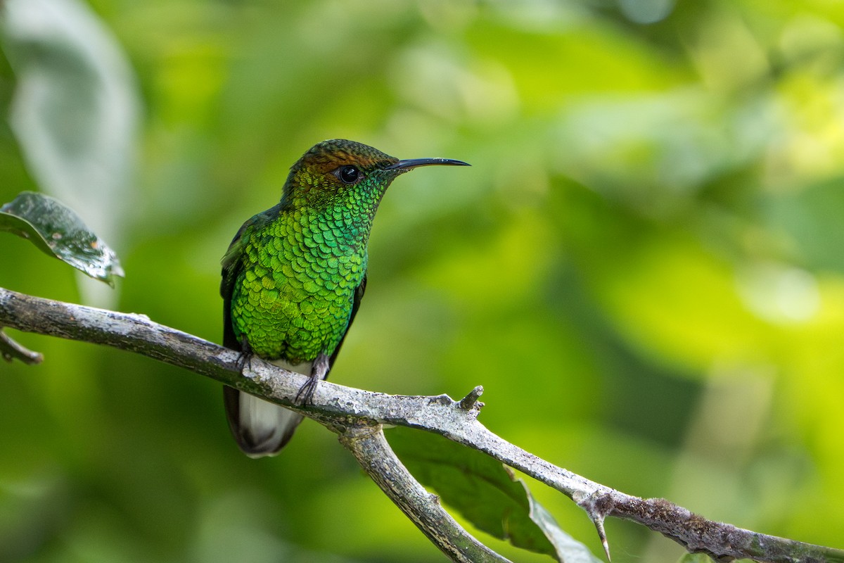 Coppery-headed Emerald - ML644006681
