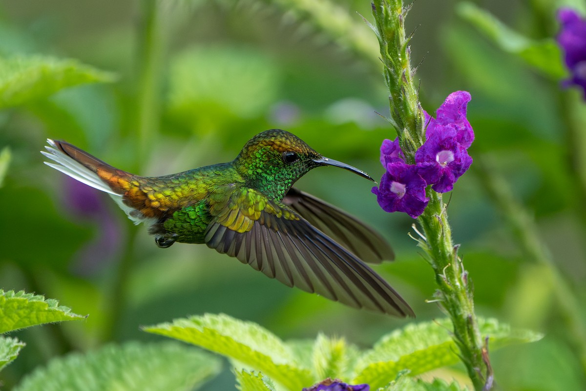 Coppery-headed Emerald - ML644006682