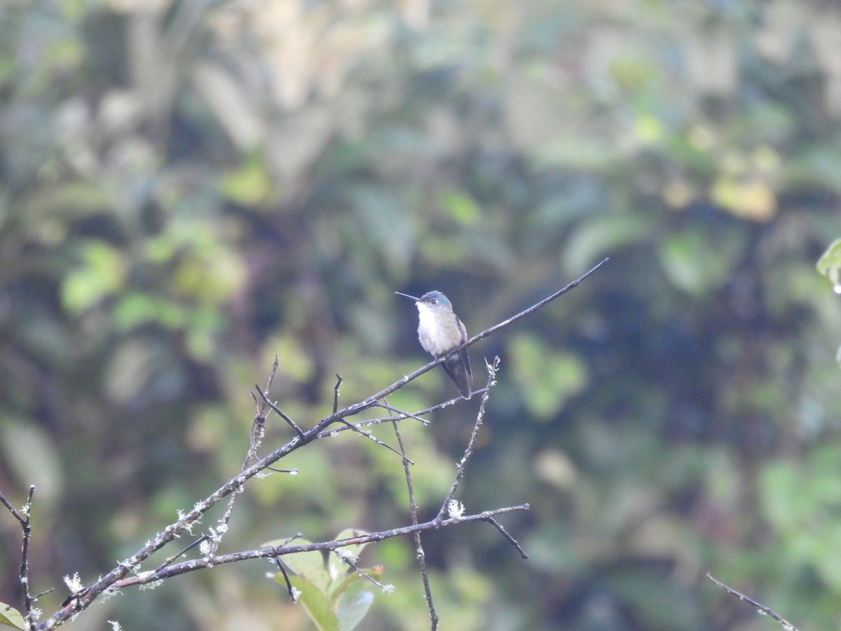 Azure-crowned Hummingbird - ML644006684