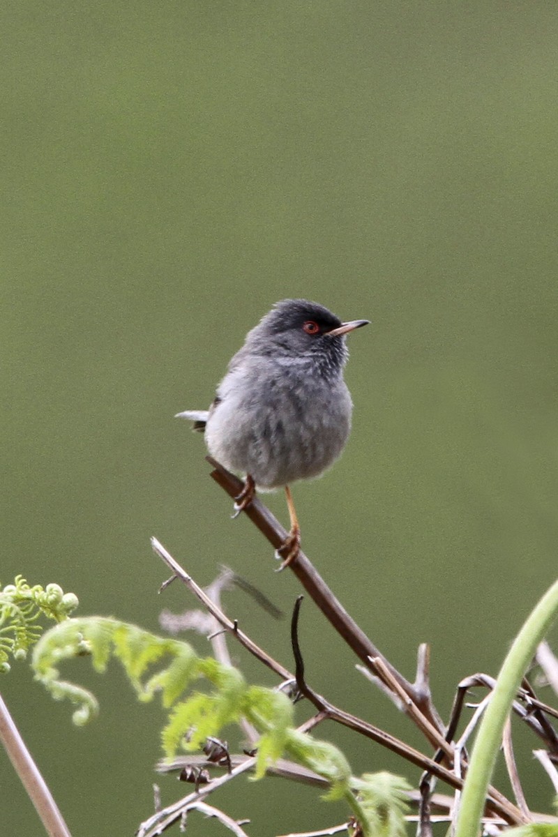 Fauvette sarde - ML644006713