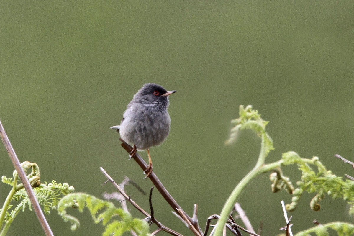 Fauvette sarde - ML644006714